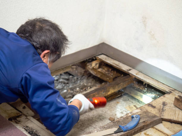 Best Mold Remediation Experts  in Union City, TN