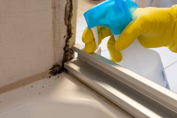 Best Local Mold Removal Service  in Union City, TN