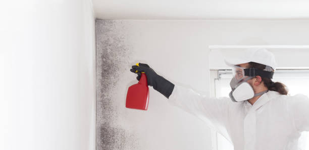 Best Fast Mold Removal  in Union City, TN