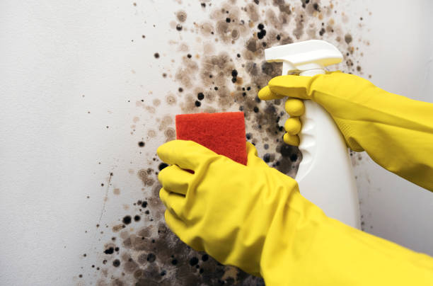 Best Affordable Mold Removal  in Union City, TN