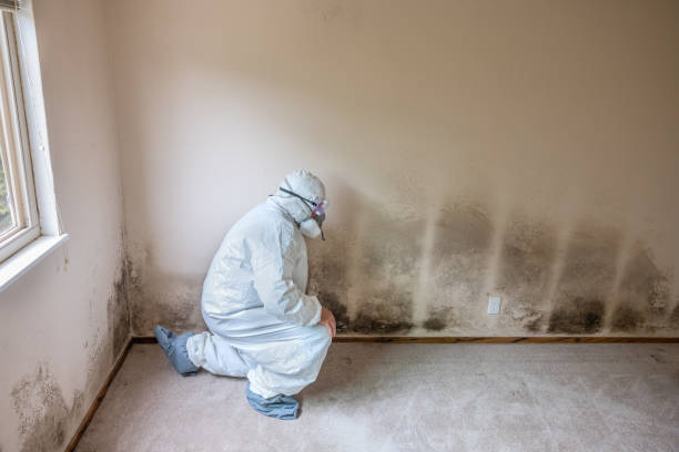 Best Residential Mold Removal  in Union City, TN