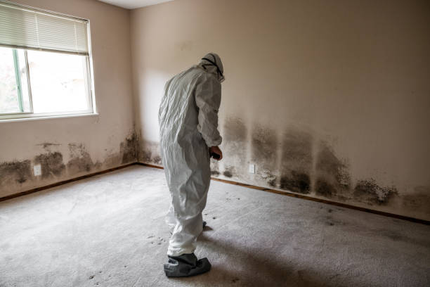 Best Commercial Mold Removal  in Union City, TN