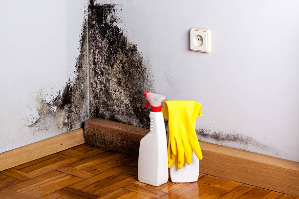 Best Mold Removal Specialists  in Union City, TN
