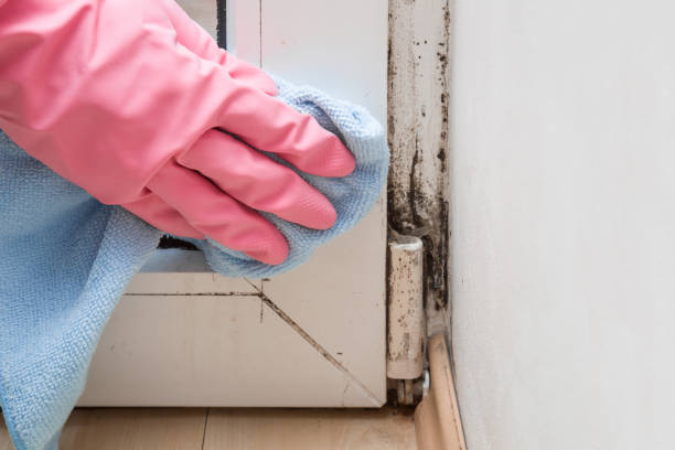 Best Toxic Mold Removal  in Union City, TN